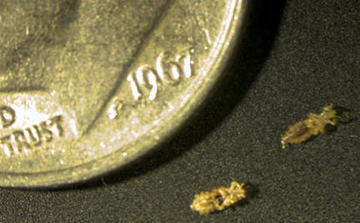 Head lice scale - compared to a dime